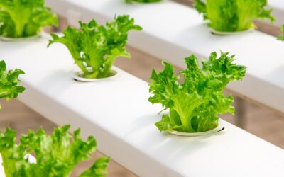 Hydroponic Growing Systems Are They Right For You