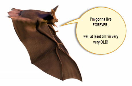 Do Bats Hold the Secret to Longevity?
