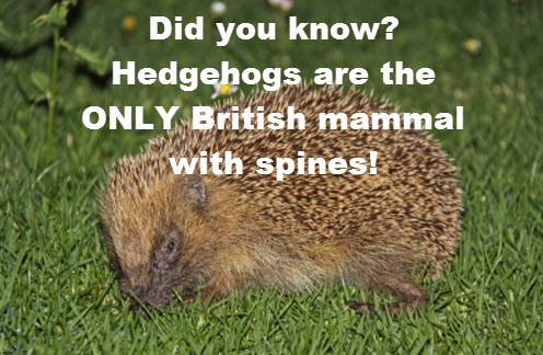 about hedgehogs