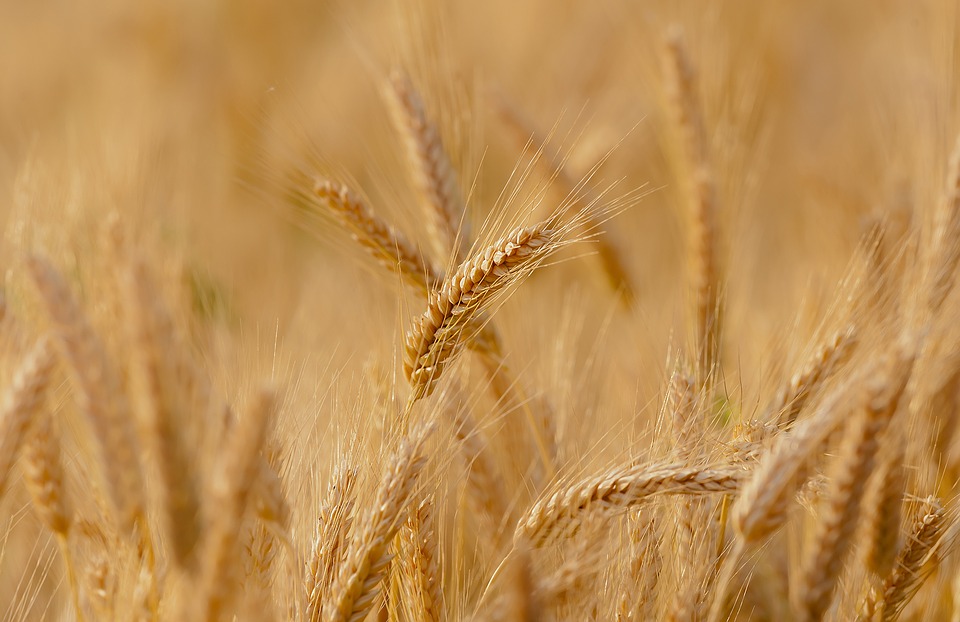 GM Wheat: A Heritable Disaster