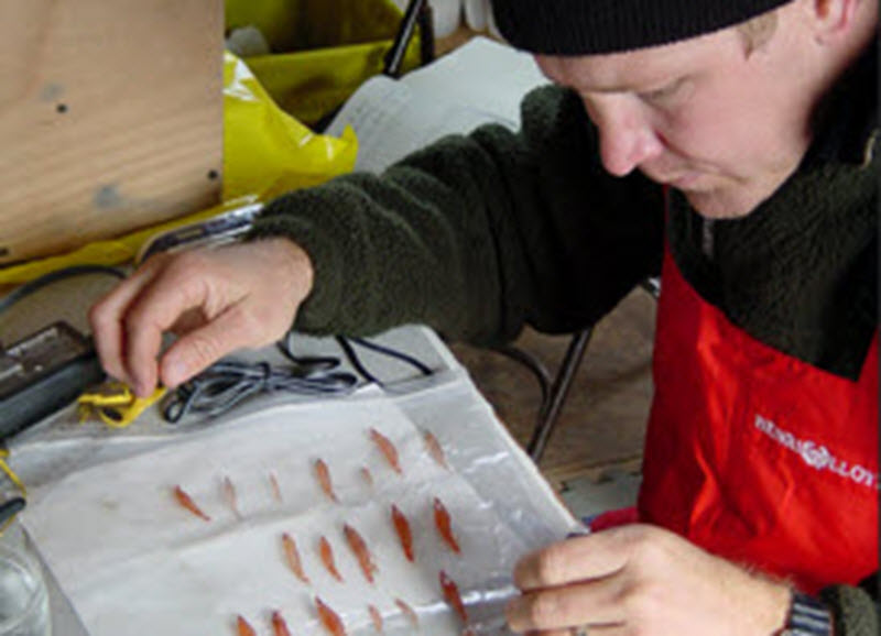 Krill: Lifeblood Of The Antarctic